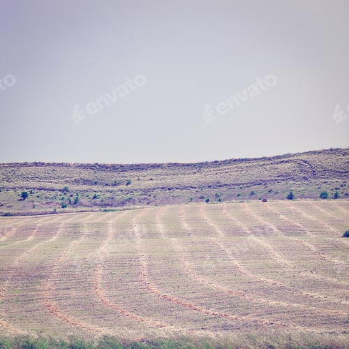 Preview: Mown Field On The Hill In Sicily, Italy, Retro Effect