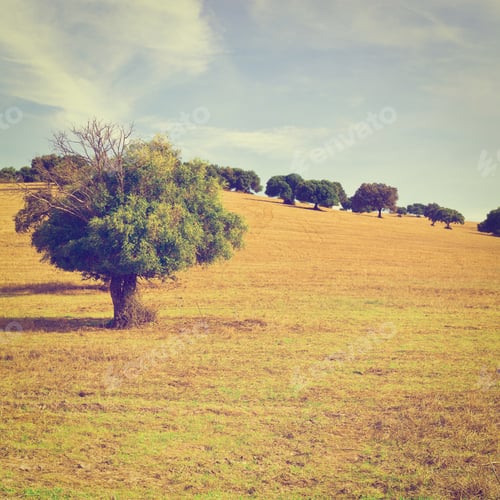 Preview: Olive Tree On Sloping Hill Of Spain In The Autumn, Instagram Effect