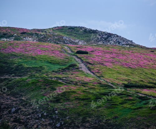Preview: Pink Rose Rhododendron Flowers On Summer Evening Twilight Mountain Slope With Path. Carpathian