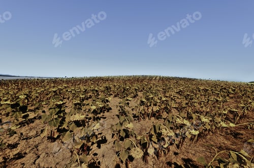 Preview: Sunflower Plantation On The Hills Of Tuscany. Agriculture Background Of Blooming Sunflowers In The