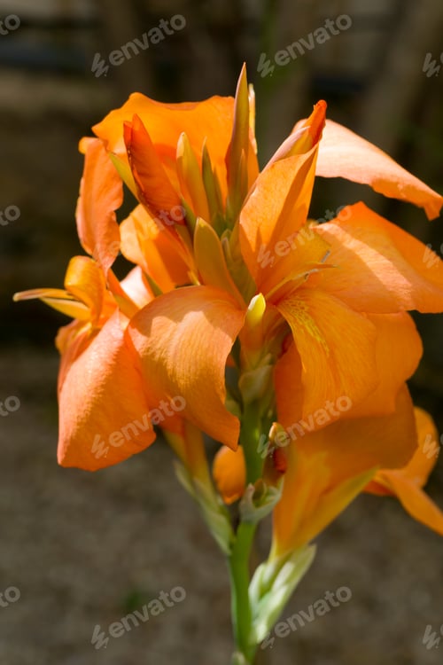 Preview: Orange Gladiolus In Park Spain