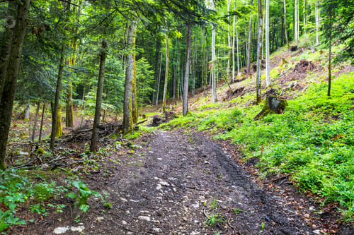 Preview: Footpath In Dense Forest In The Austrian Alps, Rainy Day. Vintage Style