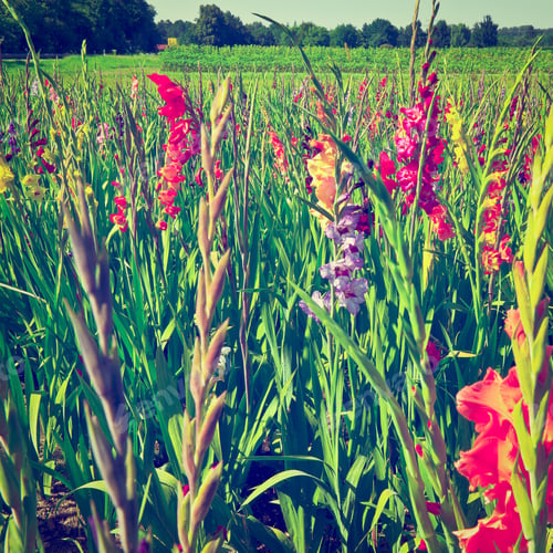 Preview: Plantation Of Gladioli In Bavaria, Germany, Instagram Effect