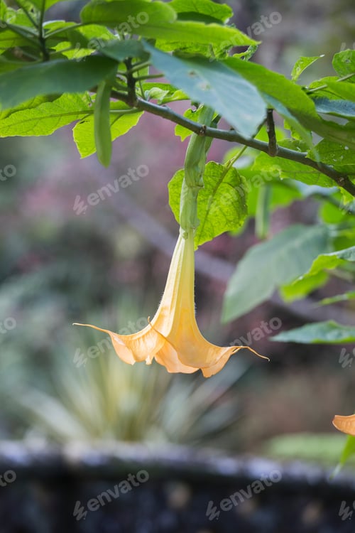 Preview: Vegetation In Terra Nostra Park Furnas Sao Miguel Island Azores Portugal.Brugmansia Aurea.