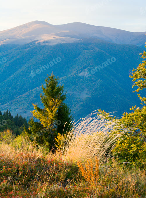 Preview: Autumn Mountain Hill With Colorful Tree And Plants (Carpathians, Ukraine)