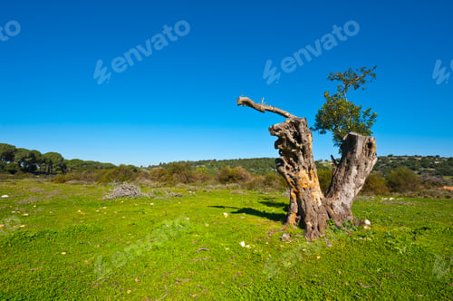 Preview: Broken Tree On The Clearing In Galilee, Israel