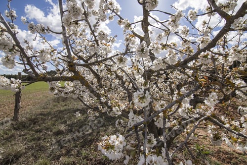 Preview: Cherry Blossom In Gudar Mountains Mosqueruela Teruel Aragon Spain