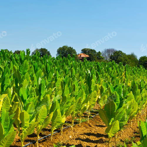 Preview: Tobbaco Plantation In Tuscany. Italy Is The Most Important Tobacco Producing Country In Europe.