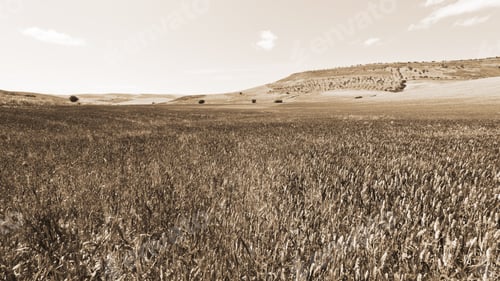 Preview: Wheat Fields On The Hills Of Sicily, Vintage Style Sepia