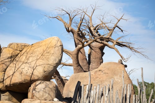 Preview: Baobab In Park