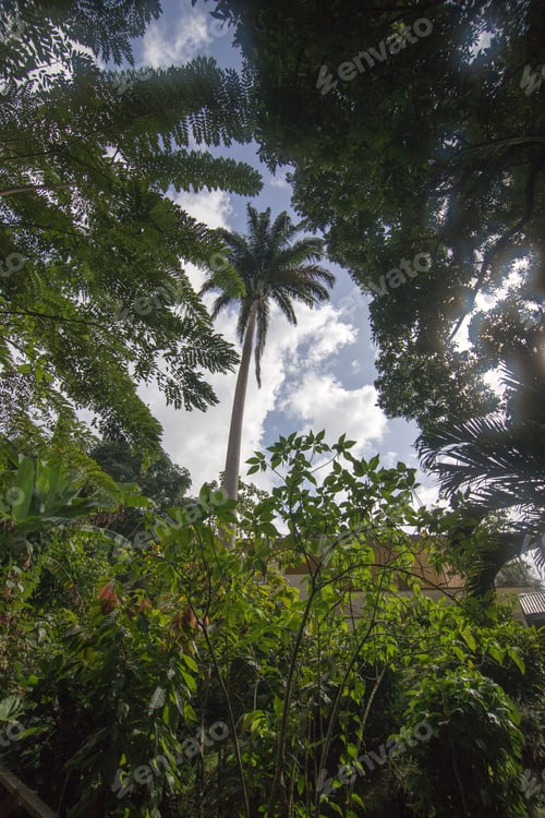 Preview: Annandale Falls Grenada Caribbean