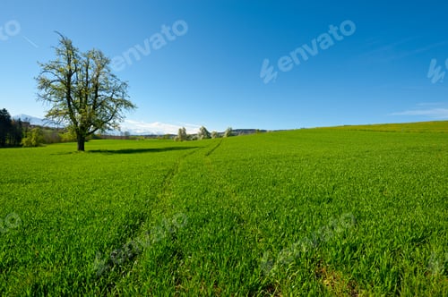 Preview: Pasture On The Background Of Snow-Capped Alps, Switzerland