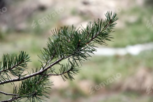 Preview: Pine Detail Gudar Mountains Teruel Spain