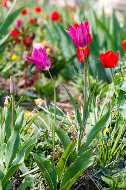 Preview: Beautiful Flowerbed In The Spring Time. Nature Many-Colored Background.