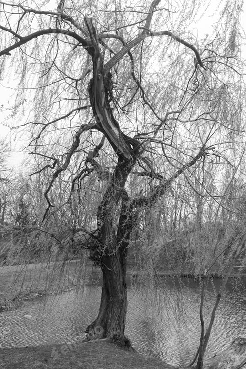 Preview: Botanical Garden In Craiova Alexandru Buia On March 18, 2017 Romania