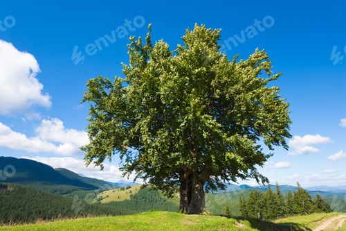 Preview: Summer Mountain Landscape With Big Lonely Tree