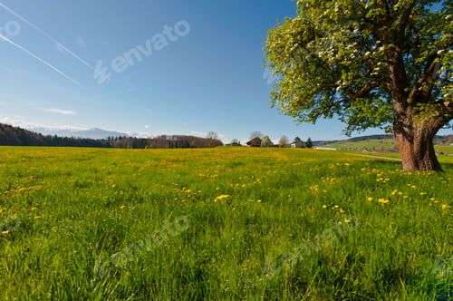Preview: Flowering Tree Surrounded By Sloping Meadows, Switzerland