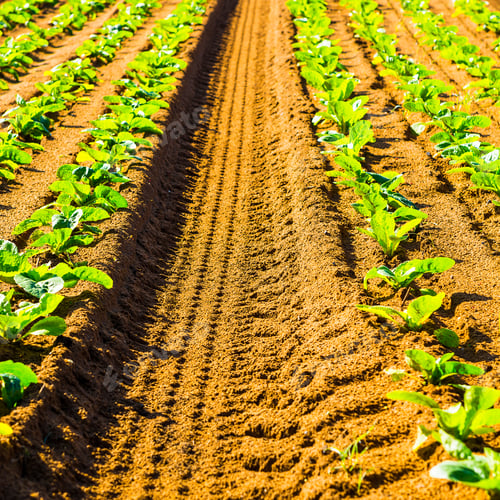 Preview: Rows Of Fresh Young Green Seedling In Portugal