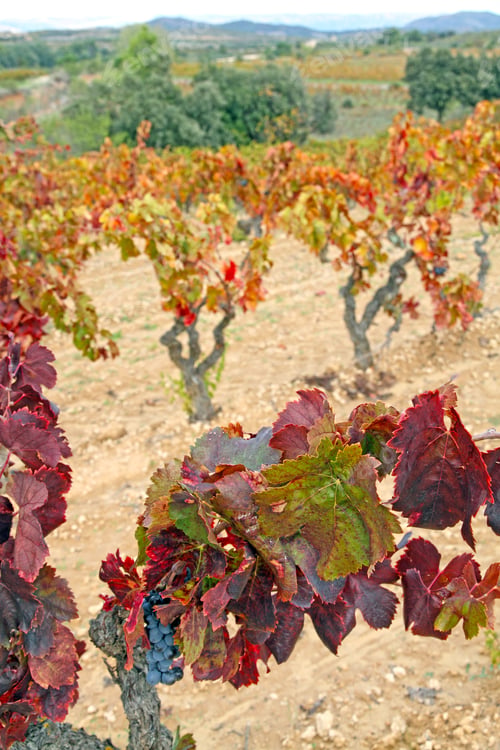 Preview: Priorat, Vines, Landscape,Montsant Mountains,Tarragona, Spain