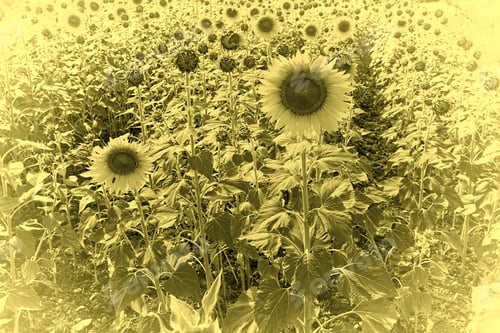 Preview: Sunflower Plantation On The Hills Of Tuscany, Vintage Style Toned Picture
