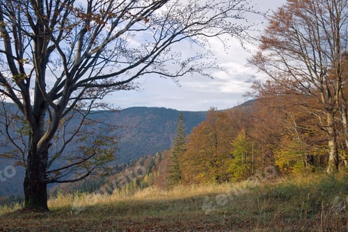 Preview: Autumn Mountain View With Big Naked Tree In Front