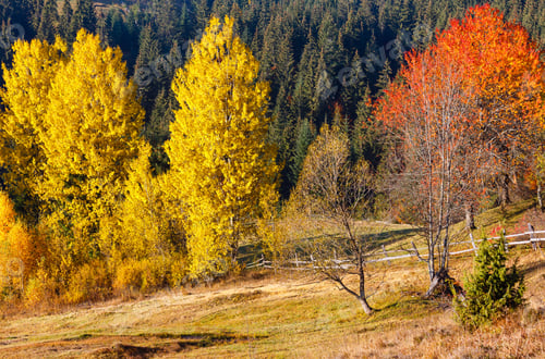 Preview: Morning Autumn Slopes (With Colorful Trees) Of Carpathian Mountains (Yablunytskyj Pass