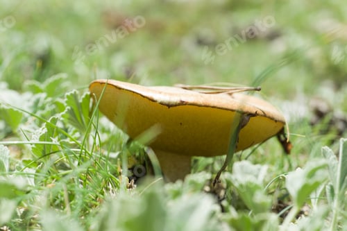 Preview: Spring Gudar Mountains Teruel Aragon Spain Wild Mushrooms