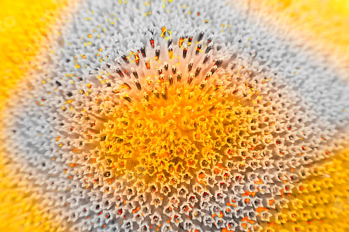 Preview: Abstract And Funky Background Done In Macro Mode