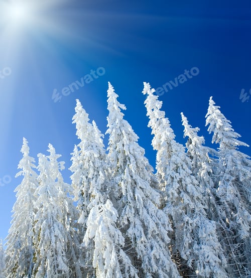 Preview: Wide View Of Winter Rime And Snow Covered Trees On Blue Sunshine Sky Background