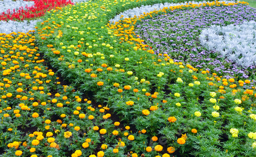 Preview: Orange And Yellow Flowers Of Marigold Plant On Flowerbed. Summer Background.