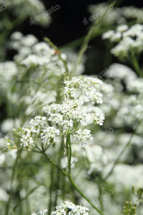 Preview: Vegetation Spring In Gudar Mountains Teruel Spain
