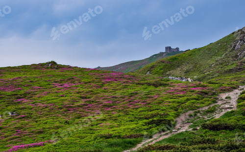 Preview: Pink Rose Rhododendron Flowers On Summer Mountain Slope And Pip Ivan Mount Peak Behind With