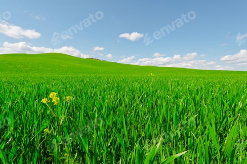 Preview: Green Sloping Meadows Of Tuscany