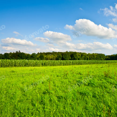 Preview: Plantation Of Fodder Corn In Southern Bavaria, Germany