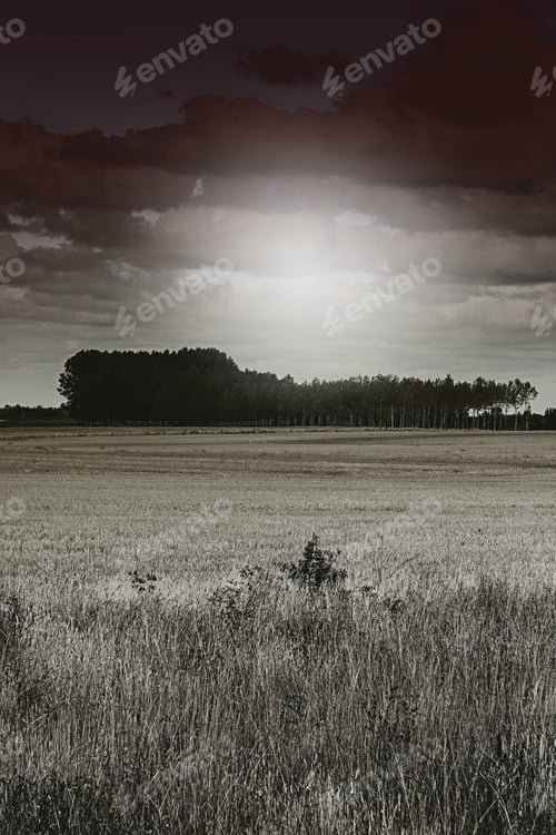 Preview: Wheat Flied With Grove At Sunset. Spanish Rural Countryside
