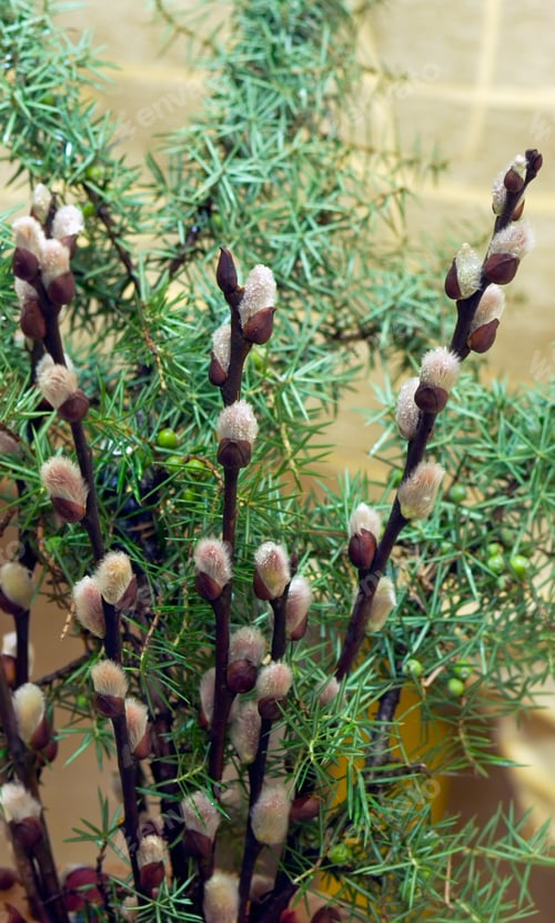 Preview: Spring Willow Wet Twig With Buds On Juniper Bush Background