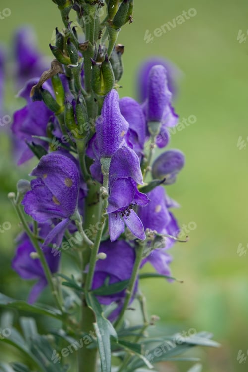 Preview: Flowers In Boi Valley In Lleida Catalunya Spain