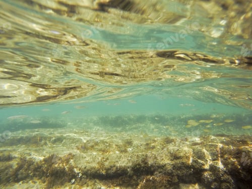 Preview: Underwater Image El Portet Moraira Alicante Spain