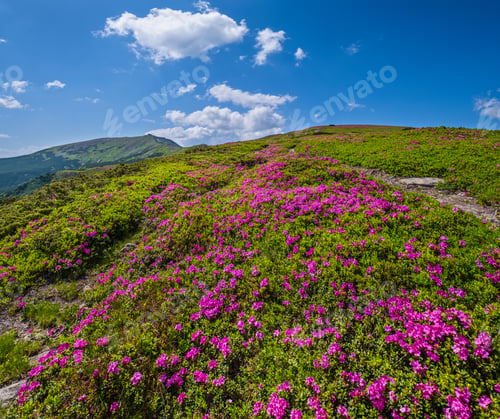 Preview: Pink Rose Rhododendron Flowers On Summer Mountain Slope. Carpathian, Chornohora, Ukraine.