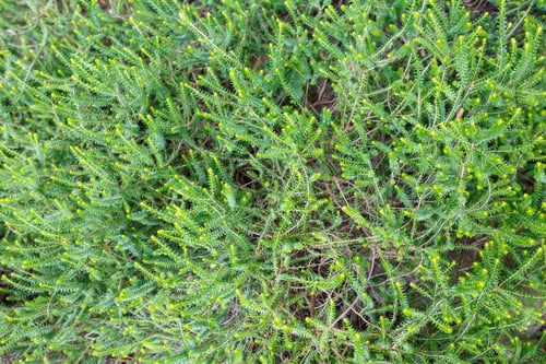 Preview: Green Vegetative Moss Background