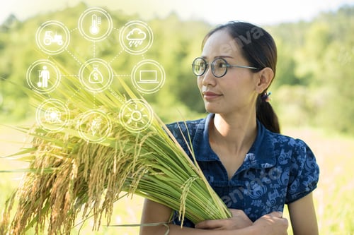 Preview: Happy Asian Farmer Holding Ear Of Rice At Her Paddy Field.