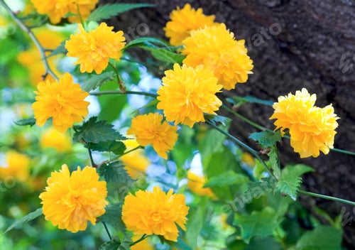 Preview: Beautiful Spring Twig With Yellow Flowers (Macro)