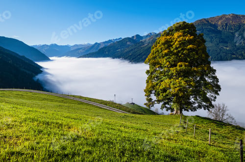 Preview: Sunny Idyllic Autumn Alpine Scene. Peaceful Misty Morning Alps Mountain And Lonely Big Tree View