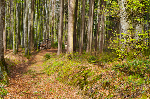 Preview: Dirt Road Leading To The Stack Of Firewood