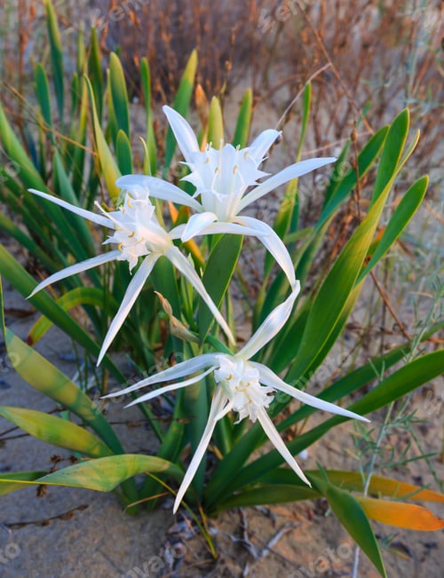 Preview: White Sand Lilies (Closeup) On Sandy Beach.