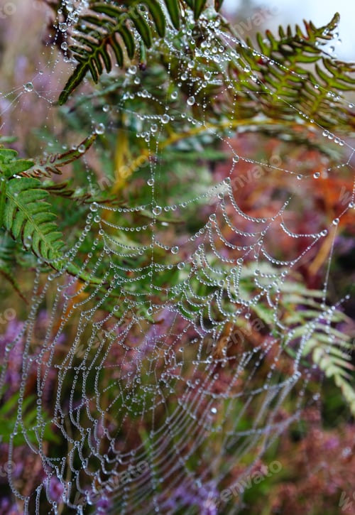Preview: Early Misty Morning Dew Drops On Wild Mountain Grassy Meadow With Wild Lilac Heather Flowers And