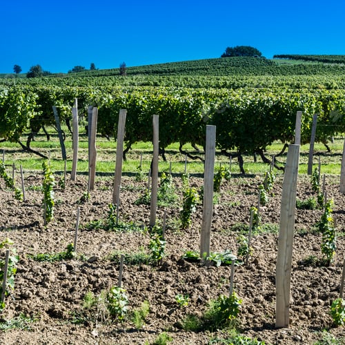 Preview: Industrial Growth Of Grapes In France. French Wine Farm Surrounded With Beautiful Rows Of Vineyards
