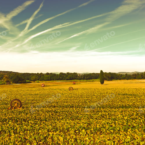 Preview: Sprinkler Irrigation For Sunflower In Southern France At Sunset, Vintage Style Toned Picture