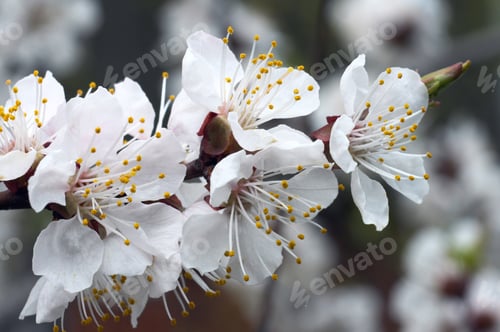 Preview: Blossoming Twig Of Cherry-Tree (On Blossom Tree Background)