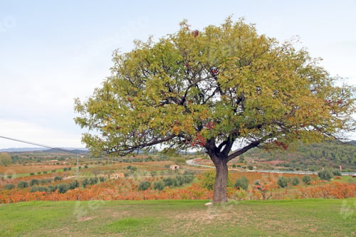 Preview: Priorat, Vines, Landscape,Montsant Mountains,Tarragona, Spain